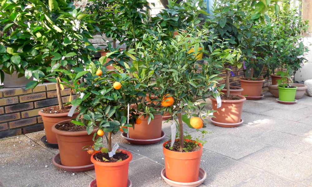 Poteries et plantes de jardin