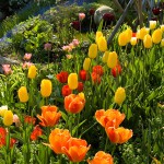 Parterre de tulipes